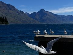 -Patagonia Chocolates(皇后镇店)