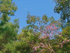 -火炉山森林公园