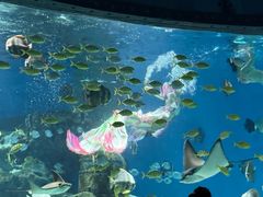 -海合安武汉极地海洋公园
