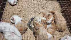 -酷嗒动物文化乐园(cutezoo西溪乐天城店)