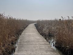 -盐城丹顶鹤湿地生态旅游区