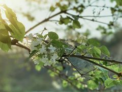 -上海辰山植物园