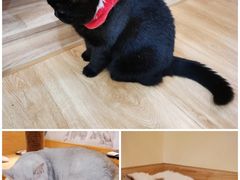 -滚猫咖啡·猫咖·猫友好撸猫(未来城店)