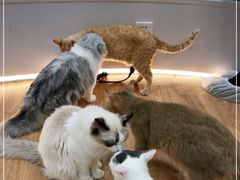 -COLOR PETS 撸猫馆·购猫·猫咖(长风大悦城店)