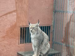 -青藏高原野生动物园