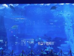 -成都浩海立方海洋公园