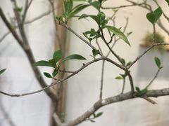 -喜茶(上海打浦桥日月光gelato lab+店)