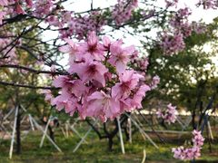 -天适樱花悠乐园