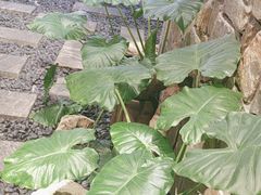 -陈熹公民族美食文化餐厅(中华广场店)