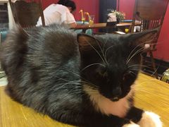-猫色咖啡·猫咖