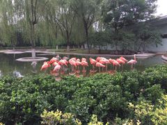 景点火烈鸟-石家庄市动物园