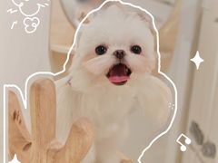 -读宠于你·约克夏比熊·睫角守宫·爬宠售卖(高新店)