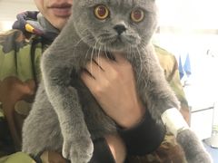 -伟伟宠物医院·CT影像中心·瑞派犬猫综合性门诊(汉口总院)