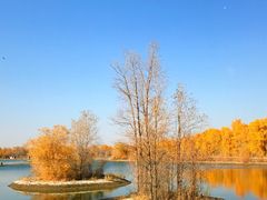 -金塔沙漠胡杨林景区