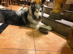 -more than meow吴止猫主题餐厅(承德 中船汇店)