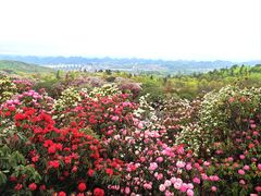 -贵州百里杜鹃风景名胜区