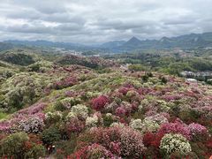 -贵州百里杜鹃风景名胜区