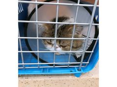 -伟伟宠物医院·CT影像中心·瑞派犬猫综合性门诊(汉口总院)