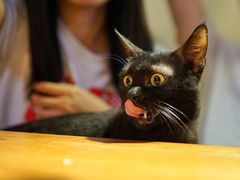 -more than meow吴止猫主题餐厅(承德 中船汇店)