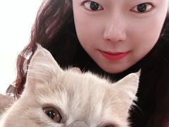 -飞行喵MR PILOT|猫舍·猫咖(静安大融城店)
