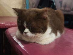 -猫小院猫主题咖啡厅(北锣店)