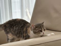 -momokira米努特·德文卷毛猫·棉花面纱犬