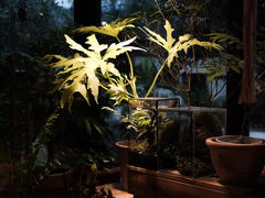 -自由生长植物工作室(深港花卉中心店)