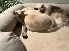 -Cappucimeow猫咪咖啡馆(韦伯时代店)