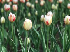 -长春公园(普阳街道)