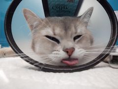 -爱诺耐芙动物医院(万博店)