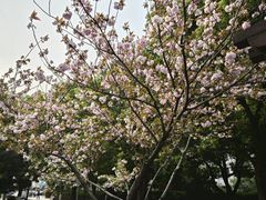 -有家酸菜鱼(苏州绿宝广场店)
