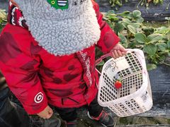 -小鱼草莓采摘园农家乐·小鱼餐厅