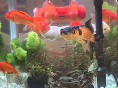 -海底捞火锅(武胜路凯德广场店)