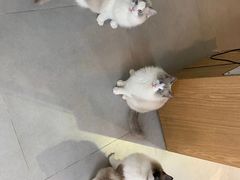-Heymao猫咖.咖啡厅(东门店)