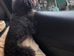 -爱侣宠医·鹦鹉专科·小型哺乳类·异宠专科(灵石路店)