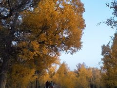 -金塔沙漠胡杨林景区