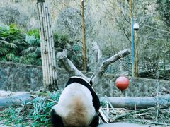 -都江堰中华大熊猫苑