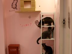 -三花喵·撸猫购宠·宠物生活馆(虹桥南丰城店)