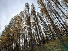 -塞罕坝国家级自然保护区