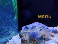 -上海海洋水族馆