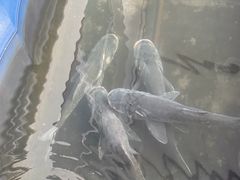 -美顺香食府鱼头老店(雪野湖店)