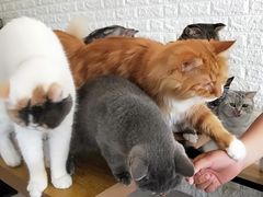 -平行世界·猫咖(首经贸店)