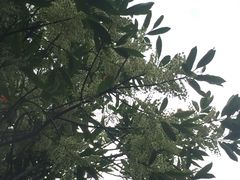 -新湖明珠城