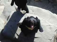 android_upload_pic-石家庄市动物园