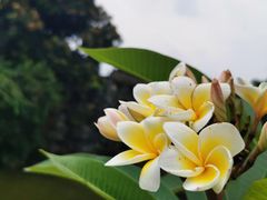 -扬美古镇景区
