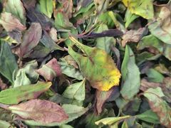 -汉艺唐风茶艺培训(联发华美空间店)