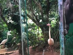 -火烈鸟餐厅