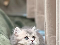 -欣宠猫屋·矮脚拿破仑·蓝金金渐层