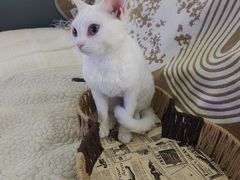 -达爱动物医院·犬猫分区·CT·复杂眼科(远洋山水分院)
