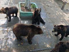 -西霞口神雕山野生动物世界